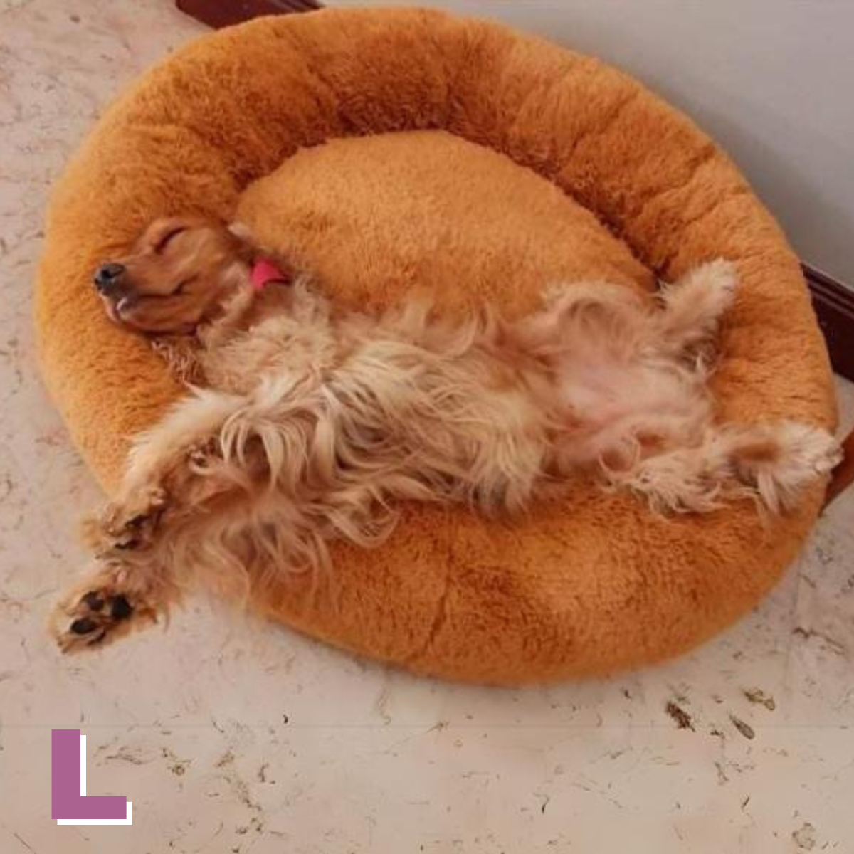Cama Mascota (Perro/Gato)